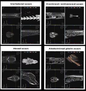 Equipo de Hospital Veterinario: Nuevo Escáner Digital DR de Baja Dosis con Brazo en C para Imágenes 3D de CBCT, CT, Odontología, Ortopedia y Oncología en Animales (10s Scan, 66cm) - Product Image 5