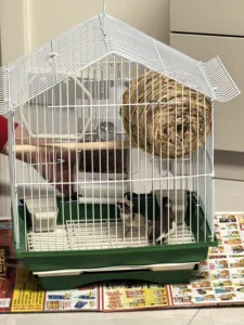 Doğrudan Fabrikadan Satış Düşük Fiyatlı Taşınabilir Kuş Kafesi Yenilikçi Yeni Kulübe Kafesi Dış Mekan Evcil Hayvan Kedisi Yetiştiriciliği için Arka Bahçe Kuş Gözlemciliği için - Product Image 2