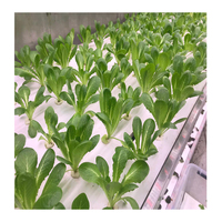 Smart Farm Vertical NFT Système Hydroponique Conteneur Serre Hydroponique Microgreens Conteneur pour Légumes Feuilles
