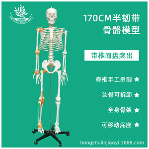 แบบจำลองโครงกระดูกมนุษย์ขนาด 170 ซม. พร้อมเอ็นกระดูกครึ่งหนึ่ง ทำจากวัสดุ PVC ประกอบง่าย เหมาะสำหรับการแพทย์ ศิลปะ และโยคะ - Product Image 1
