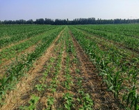 Machine de plantation agricole pour maïs, semoir de précision pour maïs et soja, avec tracteur