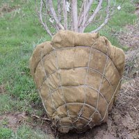 Panier de plantation en treillis métallique en fer, économique et durable, antirouille, pour l'aménagement des arbres, durée de vie 20 ans