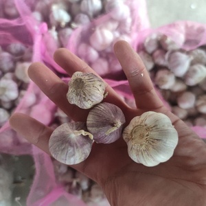 <span class=keywords><strong>Vendita</strong></span> calda della fabbrica 3.0-4.5cm normale bianco fresco aglio bulbi alla rinfusa per la <span class=keywords><strong>vendita</strong></span> di esportazione in Congo - Product Image 2