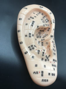 Enseñanza médica acupuntura oreja modelo imagen PVC Material inteligente estimulante manipulación enseñanza acupuntura herramienta - Product Image 3