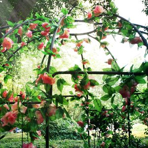 Oniya-Gazebo resistente con forma de jaula de pájaros, arcos, arbusto, puente, estante de flores, soporte de plantas para boda, jardín al aire libre - Product Image 6