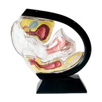 Modèle transparent d'anatomie utérine de qualité médicale pour l'équipement éducatif de visualisation 3D pour l'enseignement et la formation