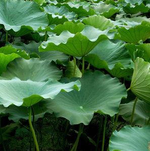 Cấp thực phẩm chất lượng cao lá sen chiết xuất lá sen flavonoid lá sen bột <span class=keywords><strong>folium</strong></span> <span class=keywords><strong>nelumbinis</strong></span> - Product Image 2