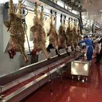 Équipement moderne entièrement automatique en acier inoxydable pour ligne d'abattage de moutons, destiné aux abattoirs à fort volume et aux usines de transformation de viande