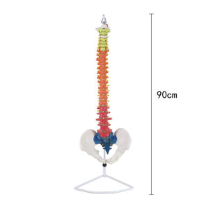 نموذج تشريحي مرن بالحجم الطبيعي للعمود الفقري مع الحوض - Product Image 2