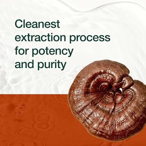 USDA chứng nhận nấm bổ sung hữu cơ <span class=keywords><strong>Ganoderma</strong></span> lucidum chiết xuất <span class=keywords><strong>Ganoderma</strong></span> lucidum Bột Nấm bào tử - Product Image 3