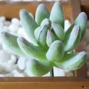 Pianta succulenta artificiale # 3