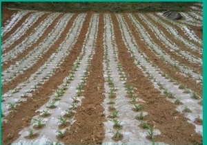 Nhà Máy Giao Hàng Trực Tiếp Trắng Trong Suốt <span class=keywords><strong>Pe</strong></span> Nông Nghiệp Màng Nhựa Polyethylene Nhựa Cho Nông Nghiệp Sử Dụng - Product Image 5