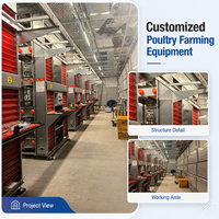 Cage à poules à batterie de type H à 8 niveaux superposés pour ferme avicole, capacité 22000 poules, solution agricole personnalisée, structure robuste en acier