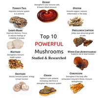 Vente chaude Lions Crinière Cordyceps Reishi Chaga Queue De Dinde Extrait De Champignon Poudre De Champignon Biologique Mélange De Poudre De Champignon