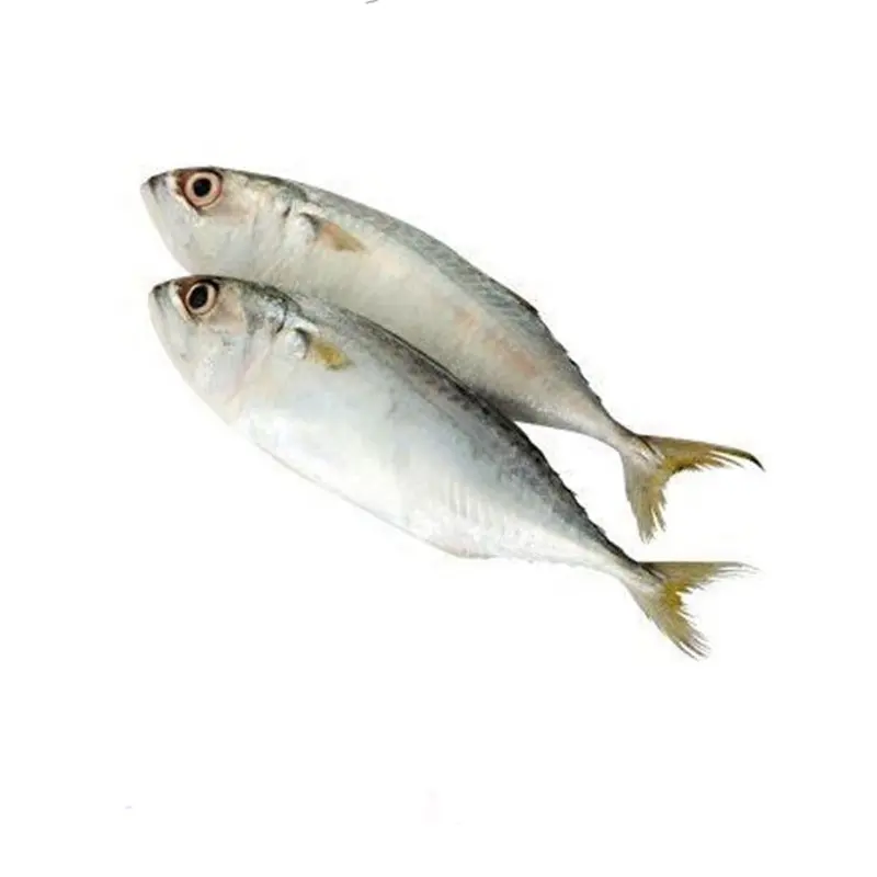 China fornecedor congelado indiano mackerel peixe