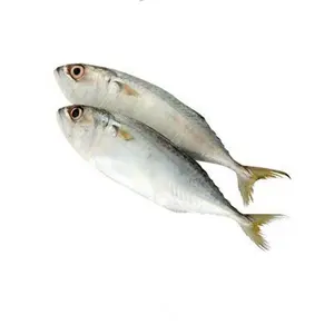 China supplier frozen indian mackerel fish