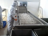 Grote roestvrijstalen groentewasser voor en groenteverwerkende bedrijven, fruit- en groentewasapparatuur