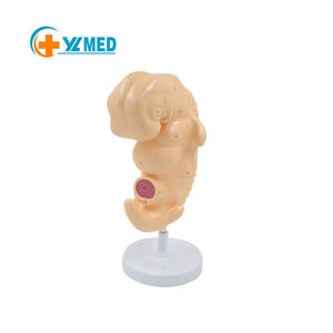 Modelo fetal, Cuerpo Humano anatómico, cuatro semanas de embarazo, embriologí<span class=keywords><strong>a</strong></span> de tejido embrionario, Ayuda de Entrenamiento Educativo médico - Product Image 1