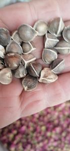 1 كيلوجرام من بذور المورينجا أوليفيرا الخام المجففة بالهواء من المحاصيل الجديدة - Product Image 4