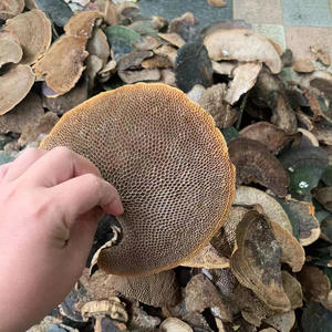 Champignons Hexagonia Apiaria de haute qualité, naturels, bruts et sauvages, à vendre - Product Image 3