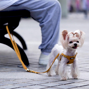 Arnés de cuero ajustable para perro, correa de lujo sin tirones para mascotas pequeñas, a prueba de escape, marca privada, correa de plomo para perro - Product Image 3