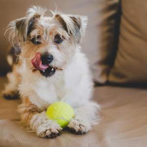Popular gigante de Navidad logotipo personalizado juguetes chirriantes pelota de tenis para perros - Product Image 4