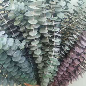 L06137 Hoja de <span class=keywords><strong>Eucalipto</strong></span> Globulus Natural Real en Color <span class=keywords><strong>Azul</strong></span>, Verde y Rojo, <span class=keywords><strong>Eucalipto</strong></span> Preservado para Decoración de Bodas y Hogar - Product Image 6