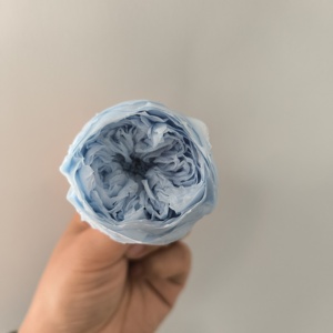 Top Qualité Éternel Réel Préservé Austin Fleurs <span class=keywords><strong>Rose</strong></span> David Austin Préservé Austin Fleur pour DIY Artisanat Bouquet <span class=keywords><strong>De</strong></span> Fleurs Sèches - Product Image 6
