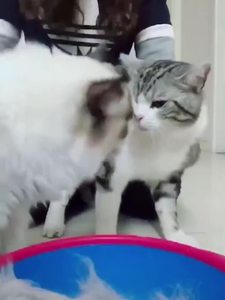 Sikat penghilang bulu hewan peliharaan silikon lipat ramah lingkungan bahan ABS sisir pijat mandi anjing untuk suplemen sampo kucing kucing - Product Image 3