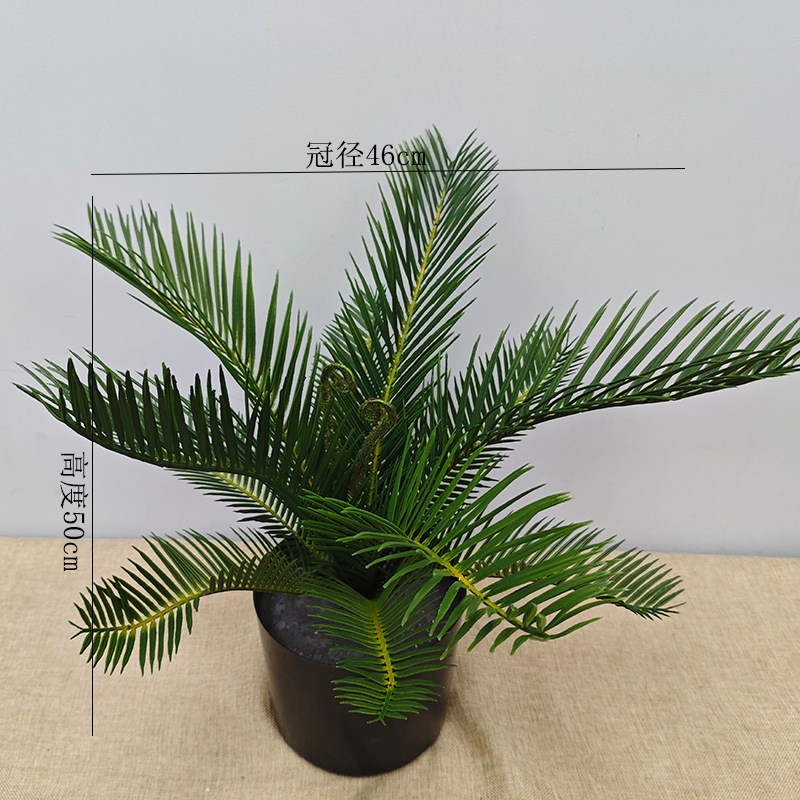 Cycas de 11 hojas H50CM