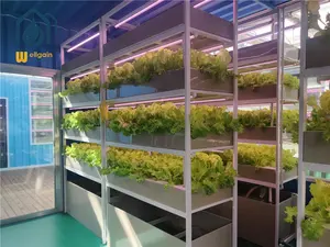 Lage Kosten Agrarische Planten Tunnel Aardbeien Hydrocultuur Systemen Aardbei Kas