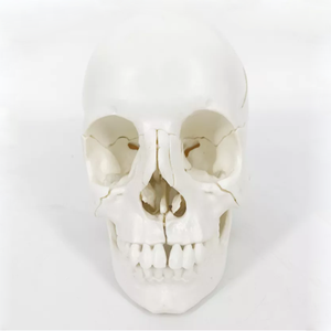 Modello di Cranio Umano Smontabile in Colore Puro con 22 Parti, Modello Anatomico di Cranio Bianco per Adulti - Product Image 2