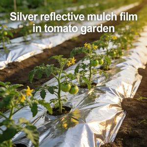 Film plastique agricole noir argenté, protection UV, réfléchissant, en polyéthylène, <span class=keywords><strong>rouleau</strong></span> de 30 microns pour la culture des oignons - Product Image 6