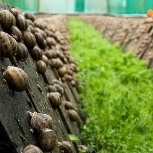 Serre commerciale en gros de cerceau de <span class=keywords><strong>tunnel</strong></span> de tomate de ferme d'escargot serre de film de reproduction d'escargot pour l'élevage d'escargots - Product Image 4