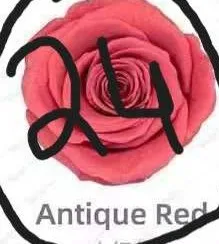 Rose11