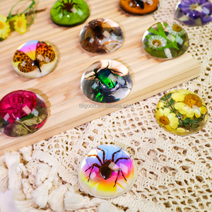 Résine Artisanat Taxidermie Insectes en Résine Transparent Acrylique Souvenirs Insectes Faits À La Main Véritables Insectes Spécimens Beetle - Product Image 6