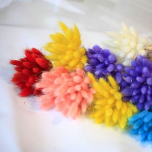 LUYI - Déstockage direct usine : Fleurs séchées du Yunnan, Herbe queue de lapin, Fleur éternelle 035, Queue de lapin, <span class=keywords><strong>Sac</strong></span> transparent OPP - Product Image 4