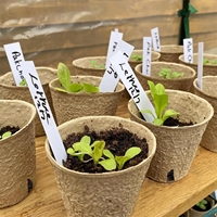 3.1 Pots de tourbe avec étiquettes végétales biodégradables pour semis avec trous de drainage Pots de pépinière de plantes de jardin Plateaux de départ de semences