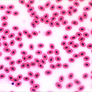 BestScope-Microscopio biológico trinocular con sistema óptico <span class=keywords><strong>infinito</strong></span> para universidades o laboratorios de biomedicina - Product Image 5