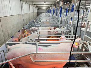 ปากกาหมูใช้ในเชิงพาณิชย์ใช้ในการก่อสร้างบ้านหมู - Product Image 5