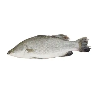 도매 가격 라이브 냉동 신선한 barramundi