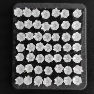 F33ควอตซ์ F29 4มม. ทำด้วยมือหกกลีบ - Product Image 4