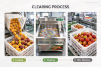 vortex fruit- en groentewasmachine, ozonontsmetting, commercieel gebruik