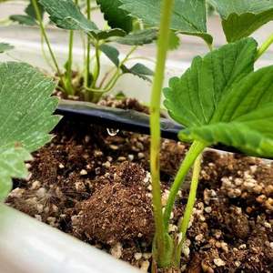 <span class=keywords><strong>Kit</strong></span> de sistema de riego por <span class=keywords><strong>goteo</strong></span> HDPE de alta calidad, gran oferta, tubería de ahorro de agua agrícola de estilo moderno para invernadero y <span class=keywords><strong>huerto</strong></span> - Product Image 3