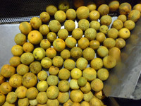 Extracteur d'agrumes essentiels pressés à froid à l'huile d'orange citronnée