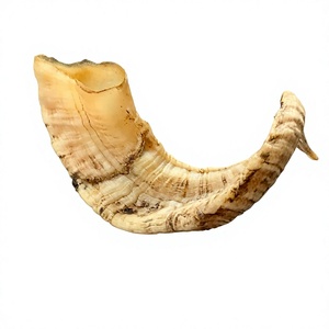 Shofar en Corne de Bœuf Naturelle Brute, Vente en Gros, Non Fini, Fait Main, AZ ENTERPRISES pour la Fabrication de Shofars, Produits Religieux et Culturels - Product Image 4