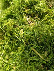 Máquina Procesadora de Alimentos de Alta Productividad <span class=keywords><strong>Weiwei</strong></span>, Nueva, 220V, Trituradora y Moledora de Pasto, Cortadora de Forraje - Product Image 6