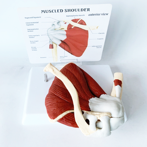 मानव कंधे का पट्टा पेशी शरीर रचना विज्ञान मॉडल - Product Image 1