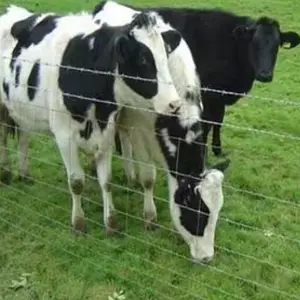 Clôture en treillis métallique galvanisé à chaud à bon prix pour les chèvres, les vaches et les moutons, clôture en treillis métallique pour ferme - Product Image 3