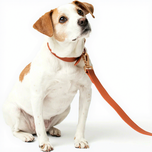 Collier pour chien en PVC moderne avec logo personnalisé, couleur terre cuite, surface douce et lisse, facile à nettoyer, imperméable, à libération rapide, métal doré - Product Image 3